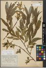 Foto von Salix alba L. x Salix fragilis L.